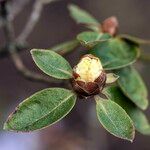 Rhododendron hippophaeoides Arall