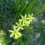 Gagea pratensis Flower