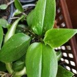 Tradescantia fluminensisЛист