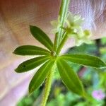 Galium verrucosum पत्ता