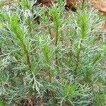 Artemisia campestris Folha