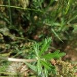 Potentilla argentea Leaf