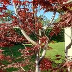 Acer palmatum Kůra