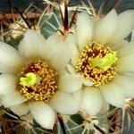 Sclerocactus parviflorus Flower