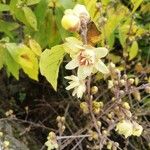 Chimonanthus praecox Цветок