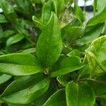 Ligustrum vulgare葉