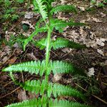 Polystichum braunii Likasa