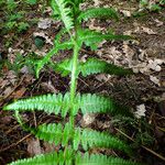 Polystichum braunii Φύλλο