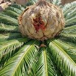 Cycas revoluta Цветок