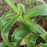 Crinum × powellii Leaf