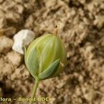 Linum leonii Fruit