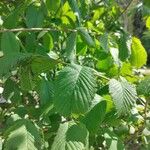 Ulmus glabra Folha