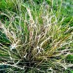Nardus stricta Лист