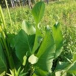 Silphium terebinthinaceum Leaf