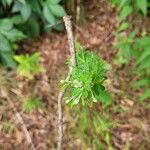 Lespedeza virginica Φύλλο