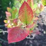 Vaccinium corymbosum Leaf