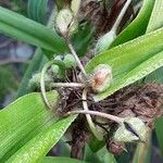 Tradescantia virginiana Fruto