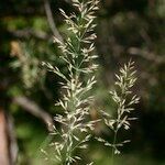 Calamagrostis varia Anders