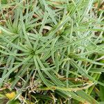 Armeria alpina Leaf