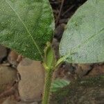 Hippotis panamensis Hoja