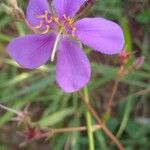 Heterotis rotundifolia Цвят