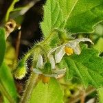 Solanum villosum Kukka