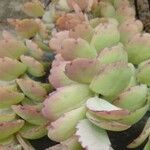 Kalanchoe laxiflora Ліст