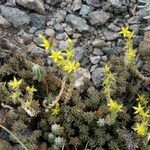 Sedum urvillei Flower