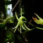 Angraecum calceolus Bloem