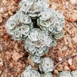 Filago tyrrhenica 葉