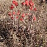 Aloe ellenbeckii Habitatea
