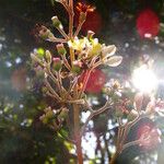 Miconia mirabilis Flor