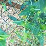 Euphorbia lathyris Virág