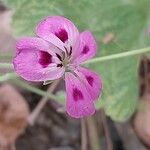 Pelargonium echinatum Flor