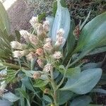 Tripolium pannonicum Flor