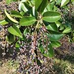 Ligustrum japonicum葉