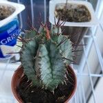 Euphorbia polygona Leaf