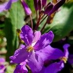 Orychophragmus violaceus Flor