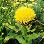 Centaurea macrocephalaFlower