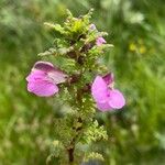 Pedicularis palustris Flower