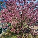 Prunus campanulata Habit