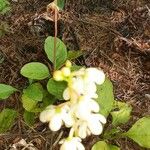 Pyrola elliptica Foglia