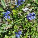 Polygala amara 花
