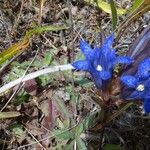 Gentiana affinis Цветок