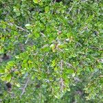 Cotoneaster nan-shan ഇല