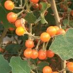 Solanum violaceum Gyümölcs
