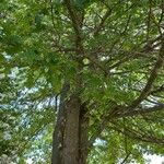 Quercus buckleyi List