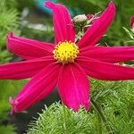 Cosmos bipinnatus Fula