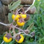 Solanum elaeagnifolium Fruto