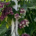 Clerodendrum thomsoniae Leaf